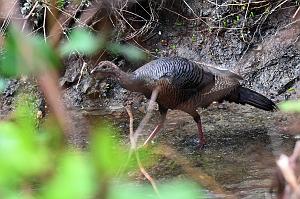092 Turkey, Wild, 2023-05018483 Broad Meadow Brook, MA